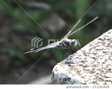 A blue-eyed dragonfly perched on a stone 131203426