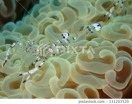 Ishigaki Island seabed, False Redfish Shrimp Ishigaki Island seabed, False Redfish Shrimp 131203520