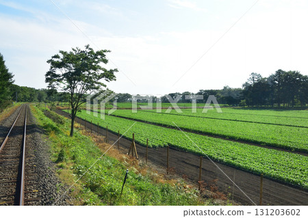 JR Hokkaido's Senmo Main Line, between Kushiro-Shitsugen Station and Kayanuma Station (Summer 2023) 131203602