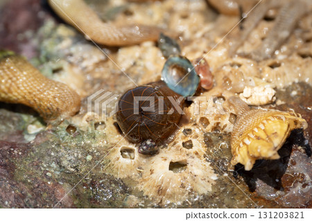 The deflated appearance of a vertical-striped sea anemone 131203821
