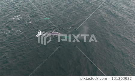 Aerial view of two fin whales, Balaenoptera physalus, hunting in Donegal Bay, Ireland Aerial view of two fin whales, Balaenoptera physalus, hunting in Donegal Bay, Ireland 131203922