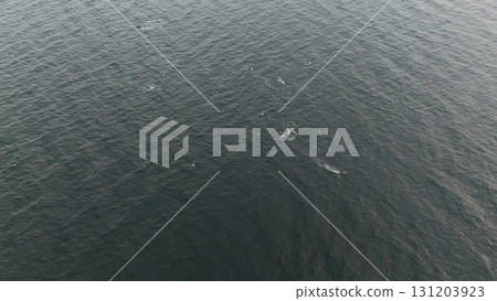 Aerial view of two fin whales, Balaenoptera physalus, hunting in Donegal Bay, Ireland 131203923