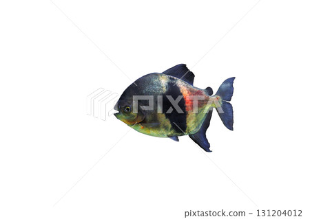 Disk myleus pacu (Myloplus schomburgkii) fish isolated on white background, side view Disk myleus pacu (Myloplus schomburgkii) fish isolated on white background, side view 131204012