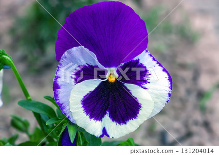 Pansy Cello Purple Blotched blooming. Bright Viola wirttrockiana 'Mariposa Violet Face' flowers grow in spring garden Pansy Cello Purple Blotched blooming. Bright Viola wirttrockiana 'Mariposa Violet Face' flowers grow in spring garden 131204014