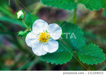 White strawberry flower and closed bud grow in spring garden close up White strawberry flower and closed bud grow in spring garden close up 131204015