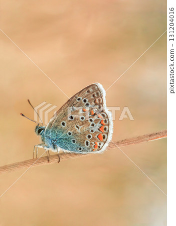 Brown Argus Butterfly fly in autumn field by blurred background, side view 131204016