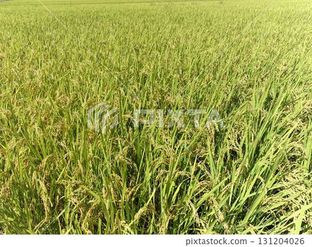 稻穗 新稻 秋季 131204026