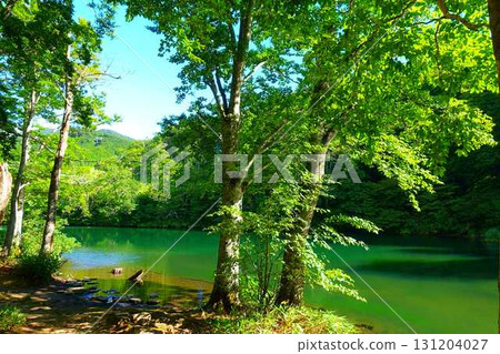 Dokko Swamp, Zao, Fresh Greenery 131204027