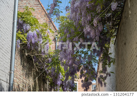 World Heritage Site: Bruges Historic District, Wisteria Flowers / Bruges, Belgium World Heritage Site: Bruges Historic District, Wisteria Flowers / Bruges, Belgium 131204177