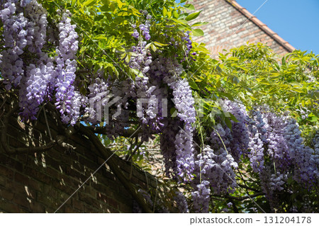 World Heritage Site: Bruges Historic District, Wisteria Flowers / Bruges, Belgium 131204178