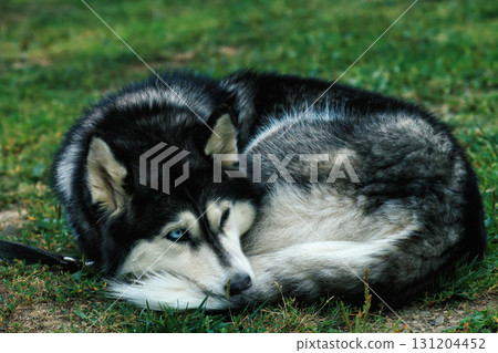 Siberian Husky lying down on green grass in backyard Siberian Husky lying down on green grass in backyard 131204452