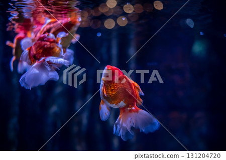 Vibrant goldfish swimming gracefully in a tranquil aquarium environment. 131204720