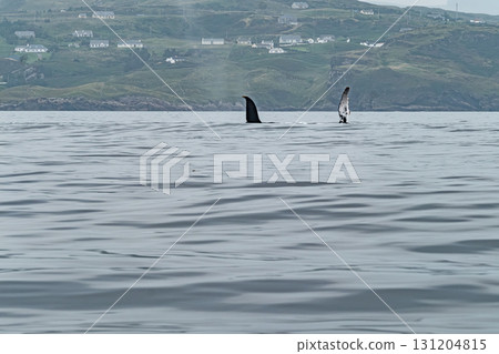Humpback Whale, Megaptera novaeangliae, showing his fins and fluke in Donegal Bay, Ireland Humpback Whale, Megaptera novaeangliae, showing his fins and fluke in Donegal Bay, Ireland 131204815