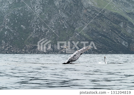 Humpback Whale, Megaptera novaeangliae, showing his fins and in Donegal Bay, Ireland Humpback Whale, Megaptera novaeangliae, showing his fins and in Donegal Bay, Ireland 131204819