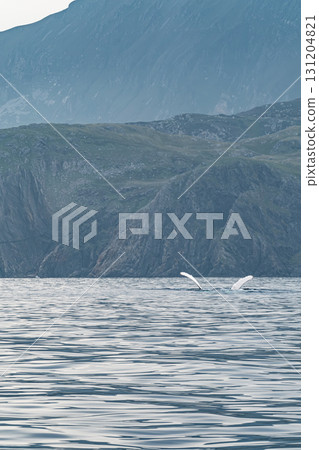 Humpback Whale, Megaptera novaeangliae, showing his fins and in Donegal Bay, Ireland Humpback Whale, Megaptera novaeangliae, showing his fins and in Donegal Bay, Ireland 131204821