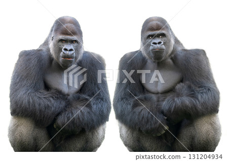 western lowland gorilla isolated on white background 131204934