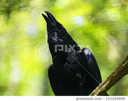 raven sitting on a branch on a blurred background in the forest 131204940