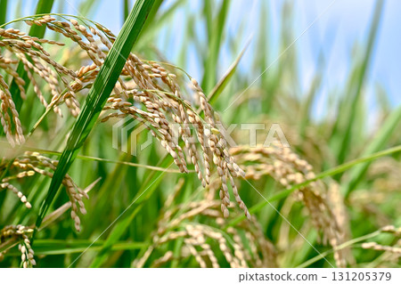 Fruited rice panicle Fruited rice panicle 131205379