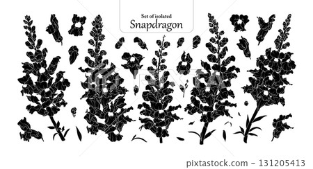 Set of Snapdragons flower in black silhouette, isolated on transparent background, hand-drawn botanical illustration. 131205413