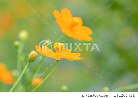 黃波斯菊 黃波斯菊 131205431