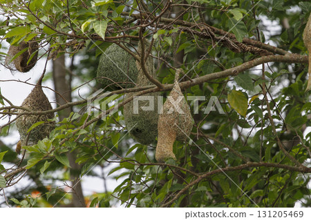 The small bird is build the nest bird on tree in nature at thailand 131205469