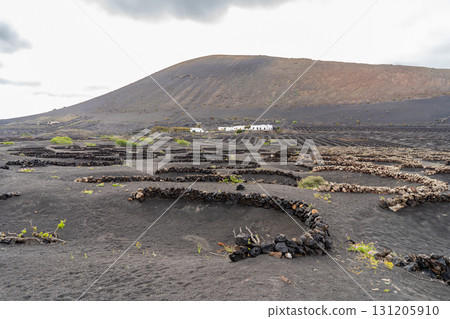 A scenic view of vineyards on Lanzarote, showcasing the unique volcanic landscape and distinctive stone walls. A scenic view of vineyards on Lanzarote, showcasing the unique volcanic landscape and distinctive stone walls. 131205910