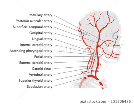 Human head arteries in human head skeleton medical diagram, external carotid system branching, labeled vessels, Human head arteries in human head skeleton medical diagram, external carotid system branching, labeled vessels, 131206486