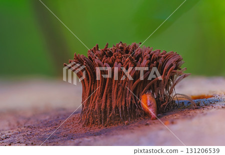 Chocolate tube slime mold - Stemonitis splendens 131206539