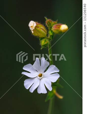 A beautifully delicate white wildflower adorned with budding flowers thriving in natures embrace 131206540