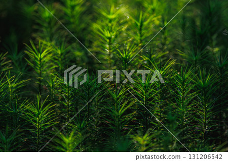 Green moss background in a sunlight Green moss background in a sunlight 131206542
