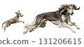 A saluki puppy and an adult dog leap playfully in the air, showcasing their energy and agility. The scene is set against a plain background, emphasizing their movements. 131206615
