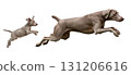 A lively Weimaraner puppy and an adult dog are pictured in mid-air, joyfully leaping together. The pure excitement of their jump showcases their playful bond and energy. 131206616