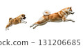 Two Akitas demonstrate their playful spirit as an adorable puppy jumps alongside an agile adult. Both dogs show excitement while airborne in a lively display of energy and fun. 131206685
