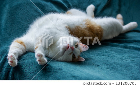 A red-haired cat pulls himself up on a green blanket A red-haired cat pulls himself up on a green blanket 131206703