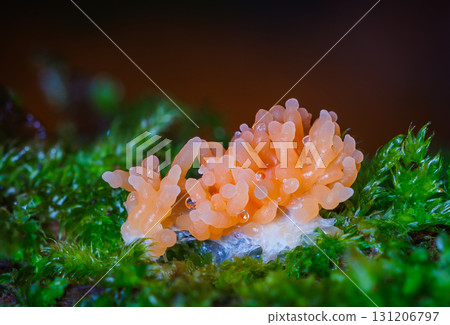 Red raspberry slime mold - Tubifera ferruginosa Red raspberry slime mold - Tubifera ferruginosa 131206797