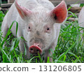 Young white piglet with pink ears standing in green grass outdoors 131206805