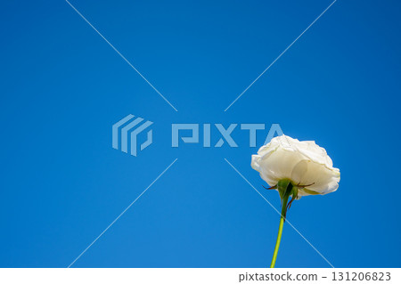 A single white rose stands tall against a bright blue sky, symbolizing beauty and serenity on a sunny spring day A single white rose stands tall against a bright blue sky, symbolizing beauty and serenity on a sunny spring day 131206823
