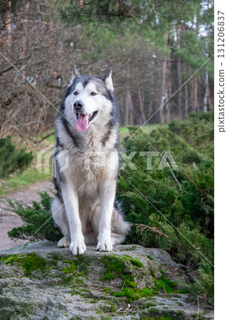 A Siberian husky gazes curiously while perched on a mossy rock in a peaceful forest setting, enjoying the warmth of the sun 131206837