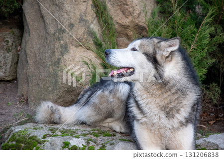 A large Alaskan Malamute relaxes on a mossy rock, surrounded by greenery and rocks during a sunny day outdoors 131206838
