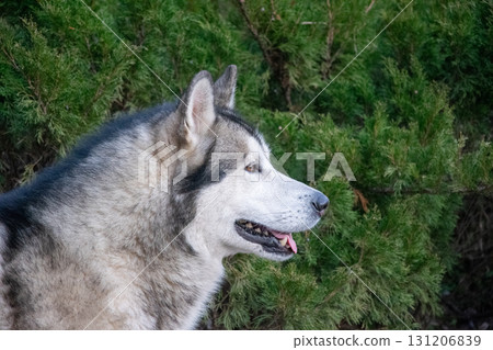 Alaskan Malamute enjoys a moment of calm, sitting peacefully beside vibrant green foliage in a natural landscape at dusk Alaskan Malamute enjoys a moment of calm, sitting peacefully beside vibrant green foliage in a natural landscape at dusk 131206839