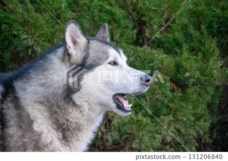 A majestic wolf stands proudly in front of thick greenery, showcasing its striking features and attentive expression A majestic wolf stands proudly in front of thick greenery, showcasing its striking features and attentive expression 131206840