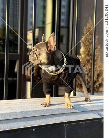 Dog stands proudly on a wooden surface wearing a black sweater and a gold chain, showcasing its fashionable style in a modern urban environment 131206841