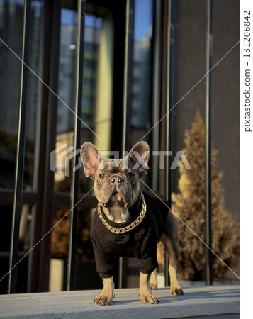A small french bulldog stands proudly on a balcony, wearing a trendy outfit and a shiny chain, enjoying the warm golden light of sunset 131206842