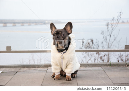 A French Bulldog dressed in a fluffy white jacket poses at a riverbank, surrounded by a serene winter landscape 131206843