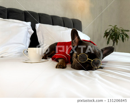 A relaxed French bulldog in a red outfit sleeps on a bed, with a coffee cup placed nearby in a stylish room A relaxed French bulldog in a red outfit sleeps on a bed, with a coffee cup placed nearby in a stylish room 131206845