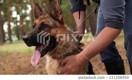 Alert German Shepherd, Dog and Owner in the Park, Exploring Nature with Pet, Loyal Breed in Forest, Dog s Day Out, Man Walking His Loyal Dog, Dog Outdoors Adventure, Pet Training in the Wild, Spending Alert German Shepherd, Dog and Owner in the Park, Exploring Nature with Pet, Loyal Breed in Forest, Dog s Day Out, Man Walking His Loyal Dog, Dog Outdoors Adventure, Pet Training in the Wild, Spending 131206950