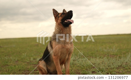 Leaping dog on wild grass, German Shepherd enjoying freedom, Chase in the field, Dog s field day out, Mid-stride Shepherd, Unleashed energy, Full-speed German Shepherd, Nature adventure, Canine 131206977