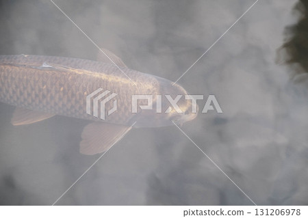 【姬路城西邸好古園】美麗壯麗的金鯉 131206978