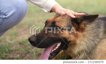 Gentle hand on a German Shepherd s head, Dog feels comfort and love, Owner shows care to their pet, Sunlight shining on fur, Petting session in the grass, Smiling dog with happy expression 131206979