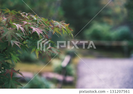 [Kokoen Garden, the former western mansion of Himeji Castle] Autumn leaves before they turn color 131207561